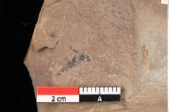 Foto (Detailansicht) von Quercus palaeoilex Ettingshausen (NHMW-GEO-2024-0188-0745)